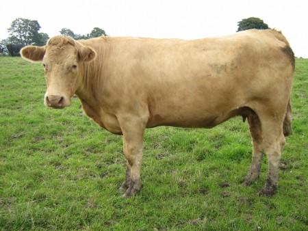 heifer cow